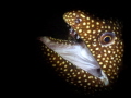   Jurasic moray  